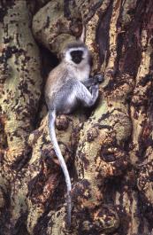 Tanzania066