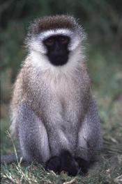 Tanzania067