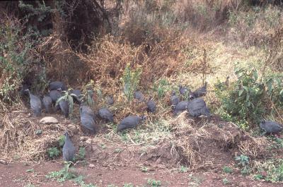 Tanzania070