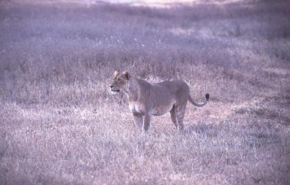 Tanzania072