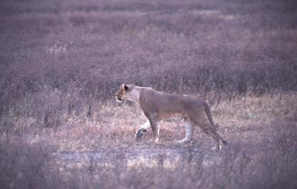 Tanzania073
