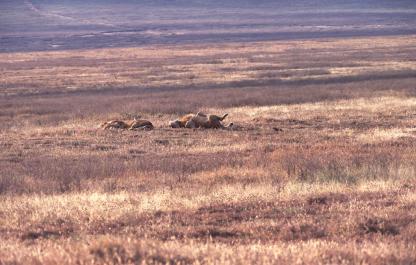 Tanzania074