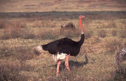 Tanzania076