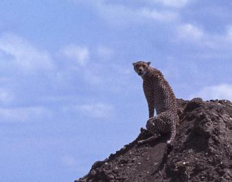 Tanzania079