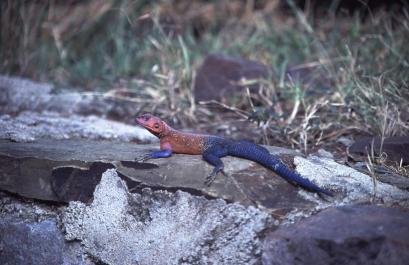 Tanzania082