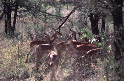 Tanzania083