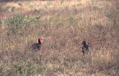 Tanzania084