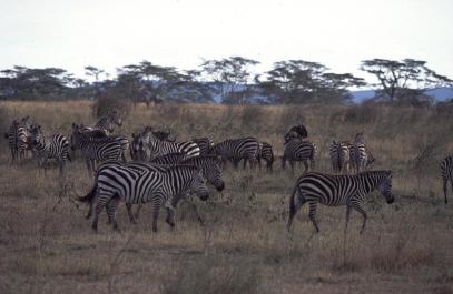Tanzania085