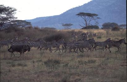 Tanzania086
