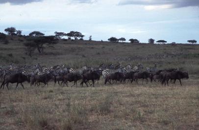 Tanzania087