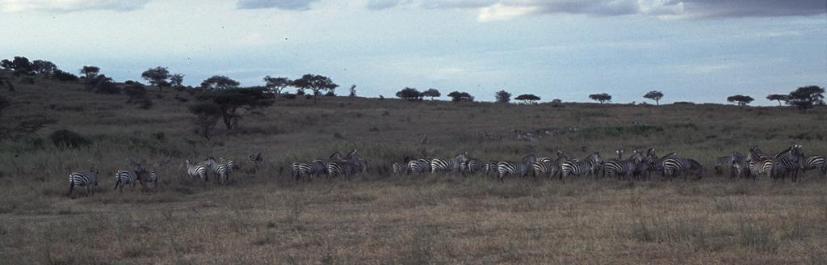 Tanzania088