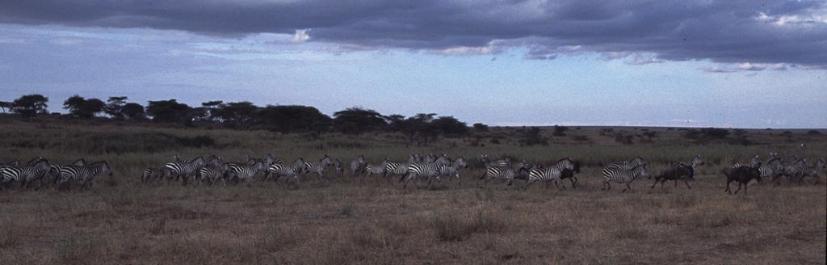 Tanzania089