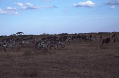 Tanzania090