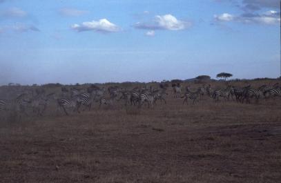 Tanzania091