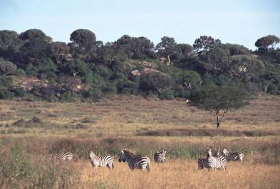 Tanzania092