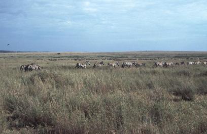 Tanzania105