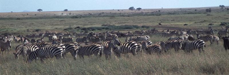 Tanzania106
