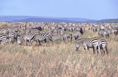 Tanzania107