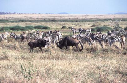 Tanzania108