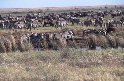 Tanzania109
