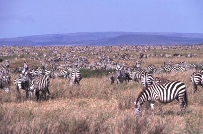 Tanzania110