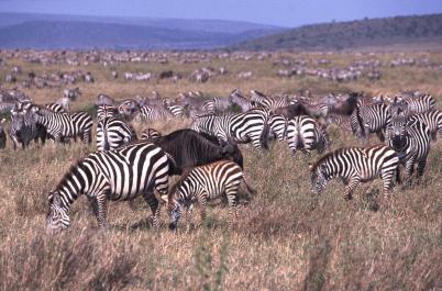Tanzania111