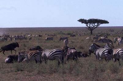 Tanzania112