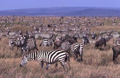 Tanzania113