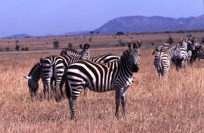 Tanzania114