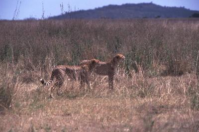 Tanzania118
