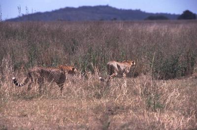 Tanzania119
