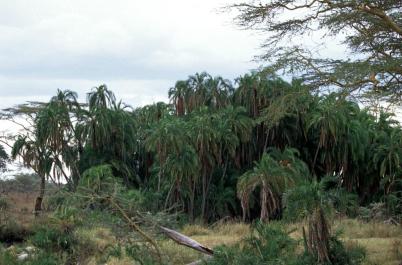Tanzania126