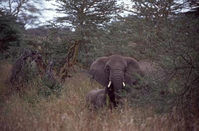 Tanzania127