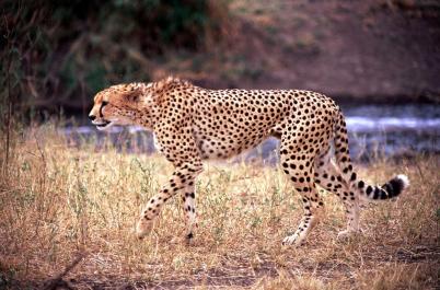 Tanzania128