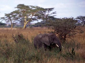 Tanzania130