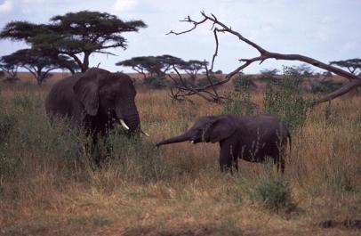 Tanzania131