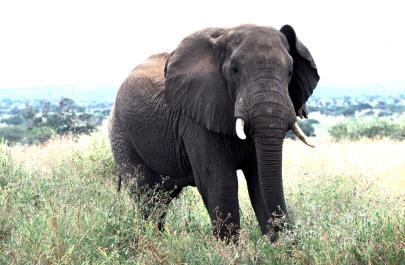 Tanzania152