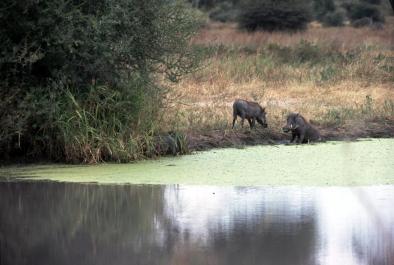 Tanzania153