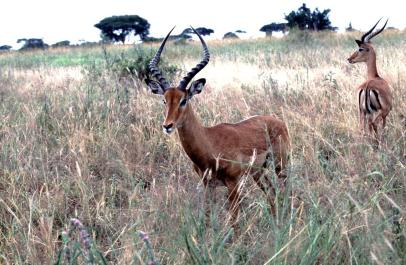 Tanzania154