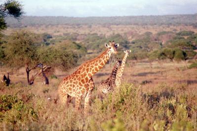 Tanzania157