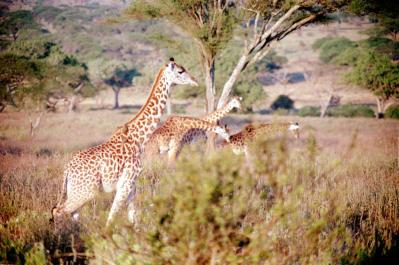 Tanzania158