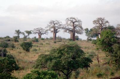 Tanzania160