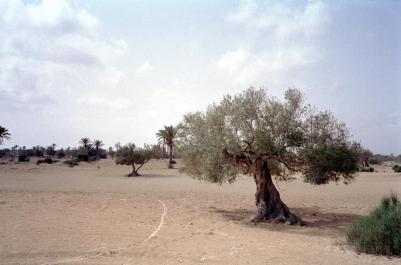 Tunisia02