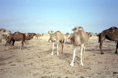 Tunisia06