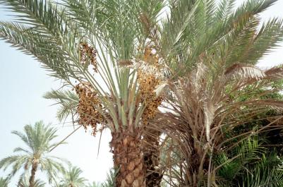 Tunisia16