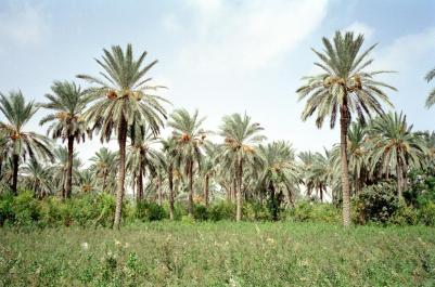 Tunisia17