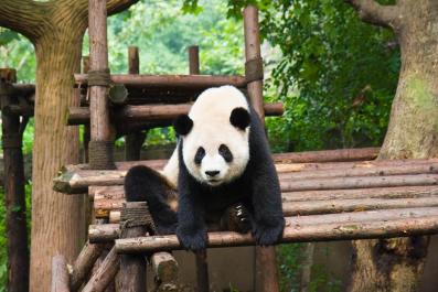ChengDu10