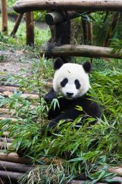 ChengDu11