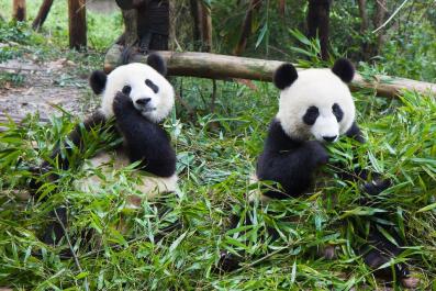 ChengDu12
