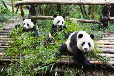 ChengDu13